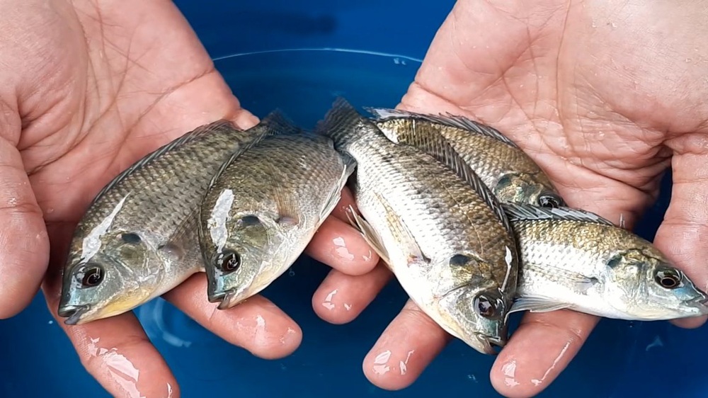 DKP Sulbar Salurkan 200 Calon Induk dan Ribuan Bibit Ikan Nila