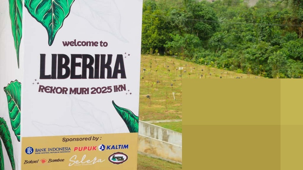 Catatkan Rekor MURI, 1.486 Warga Tanam Kopi Liberika di IKN