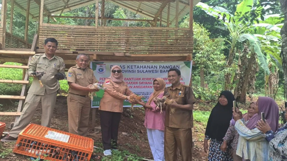 Kelompok Wanita Tani Mamuju Terima Bantuan 1.000 Ekor Ayam KUB dari Pemprov Sulbar