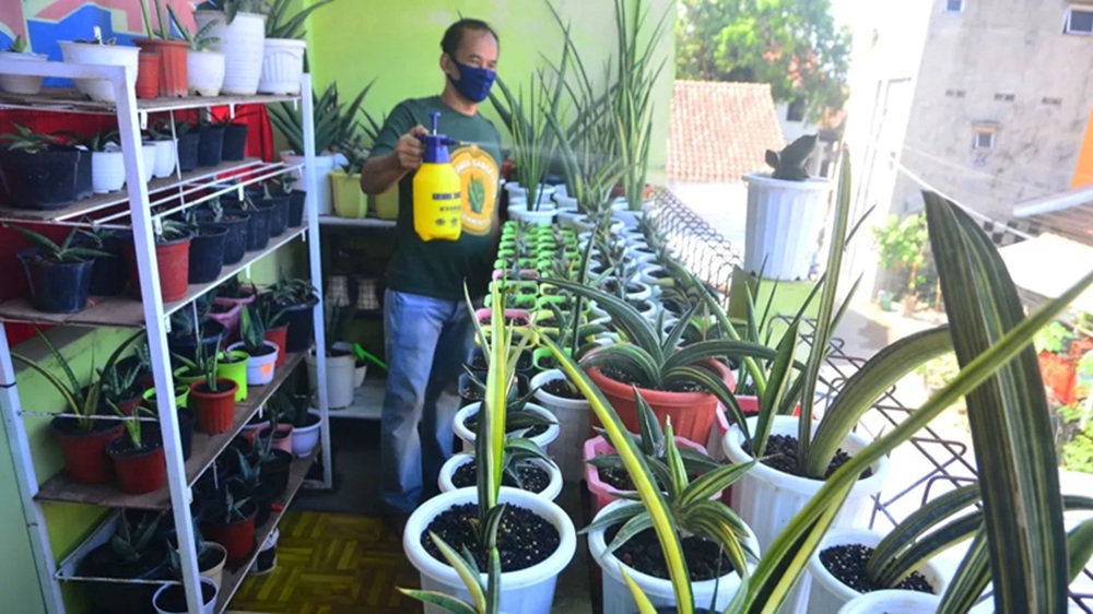 Ini Lima Tanaman Pemurni Udara yang Mudah Dirawat