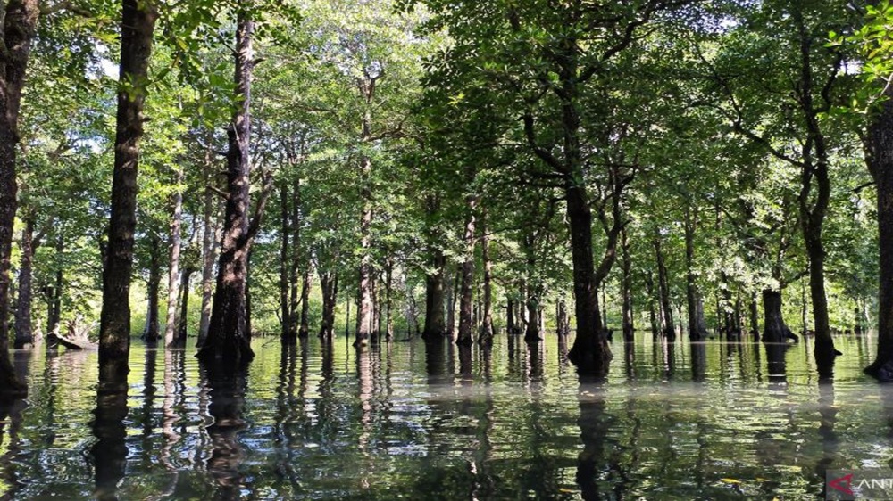 Melongok Keindahan Hutan Mangrove dan Eksotisme Laut Biru di Teluk Sulaiman