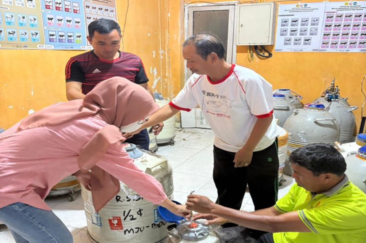 TPHP Sulawesi Barat Salurkan 850 Dosis Semen Beku ke Peternak di Majene