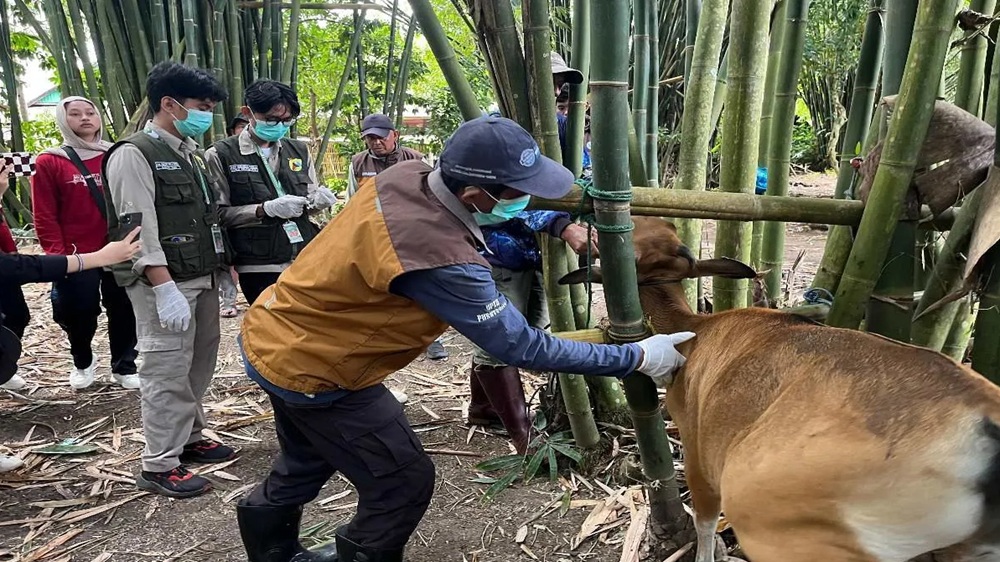 Penyakit Mulut dan Kuku Jangkiti 120 Sapi di Kabupaten Maros