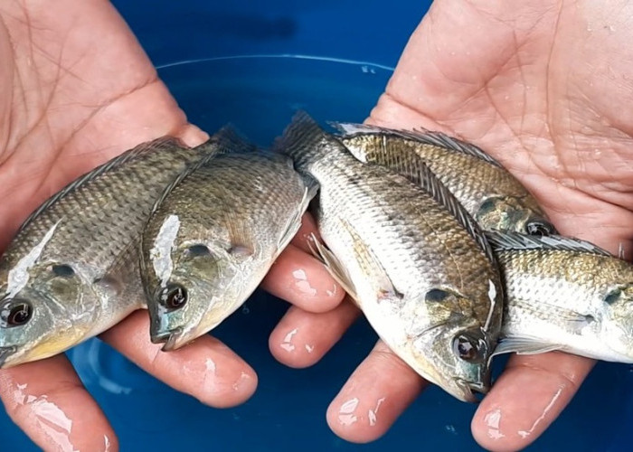 DKP Sulbar Salurkan 200 Calon Induk dan Ribuan Bibit Ikan Nila
