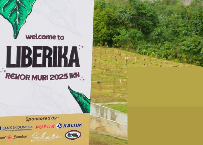 Catatkan Rekor MURI, 1.486 Warga Tanam Kopi Liberika di IKN