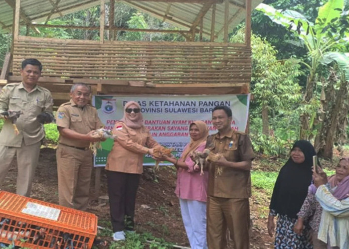 Kelompok Wanita Tani Mamuju Terima Bantuan 1.000 Ekor Ayam KUB dari Pemprov Sulbar