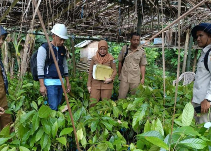 Pastikan Bantuan Tepat Sasaran, Inspektorat Sulbar Awasi Penyaluran Bibit Kakao 