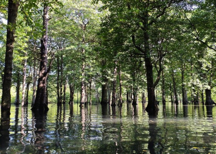 Melongok Keindahan Hutan Mangrove dan Eksotisme Laut Biru di Teluk Sulaiman