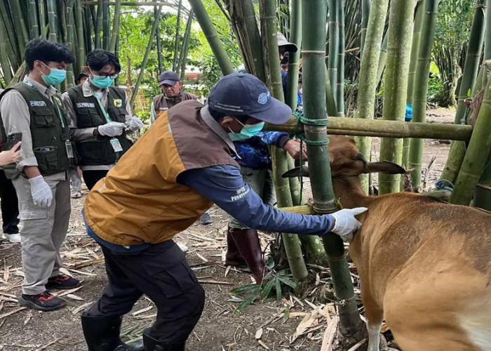 Penyakit Mulut dan Kuku Jangkiti 120 Sapi di Kabupaten Maros